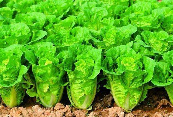 春天3月适合种什么蔬菜