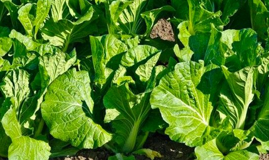 秋冬季适合种什么蔬菜