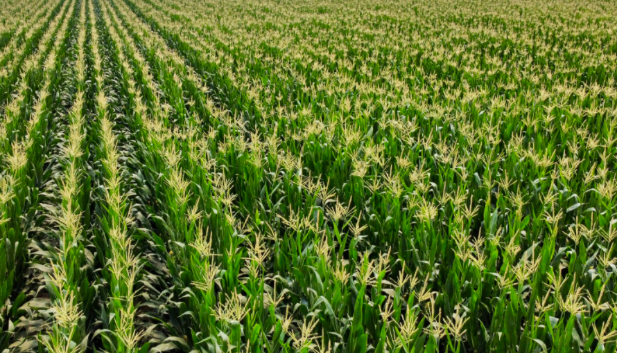 东北黑土地适合种什么