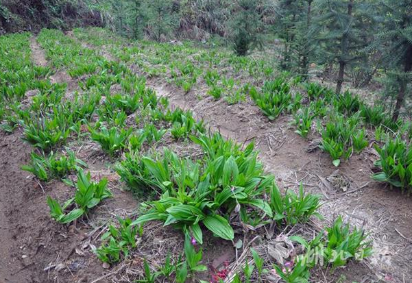 山坡地适合种什么药材