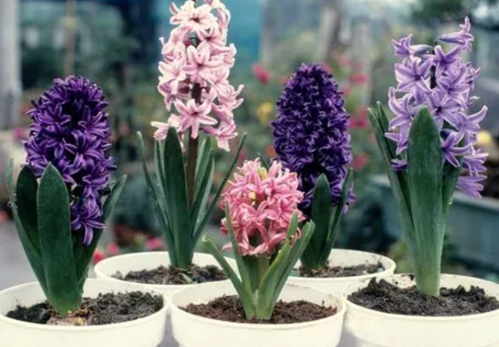 风信子适合什么季节种