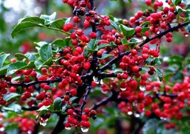 花椒树适合什么地方种