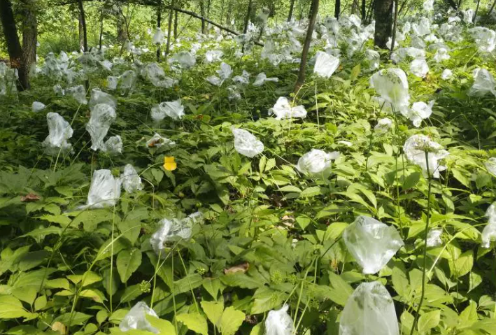 宜宾适合种什么中药材