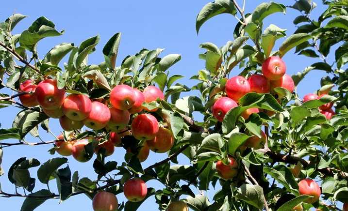 蒙古适合种什么果树