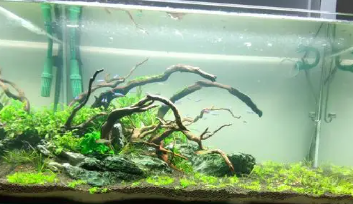 沉木上适合种什么水草