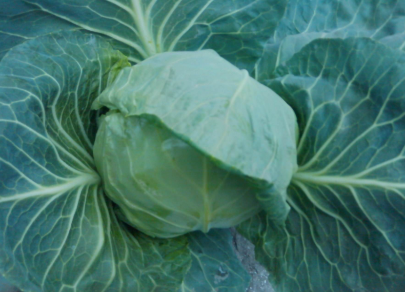 冬天大棚适合种什么菜