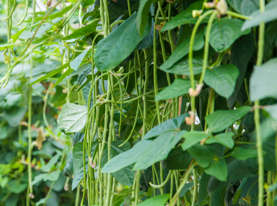 农历6月适合种什么菜