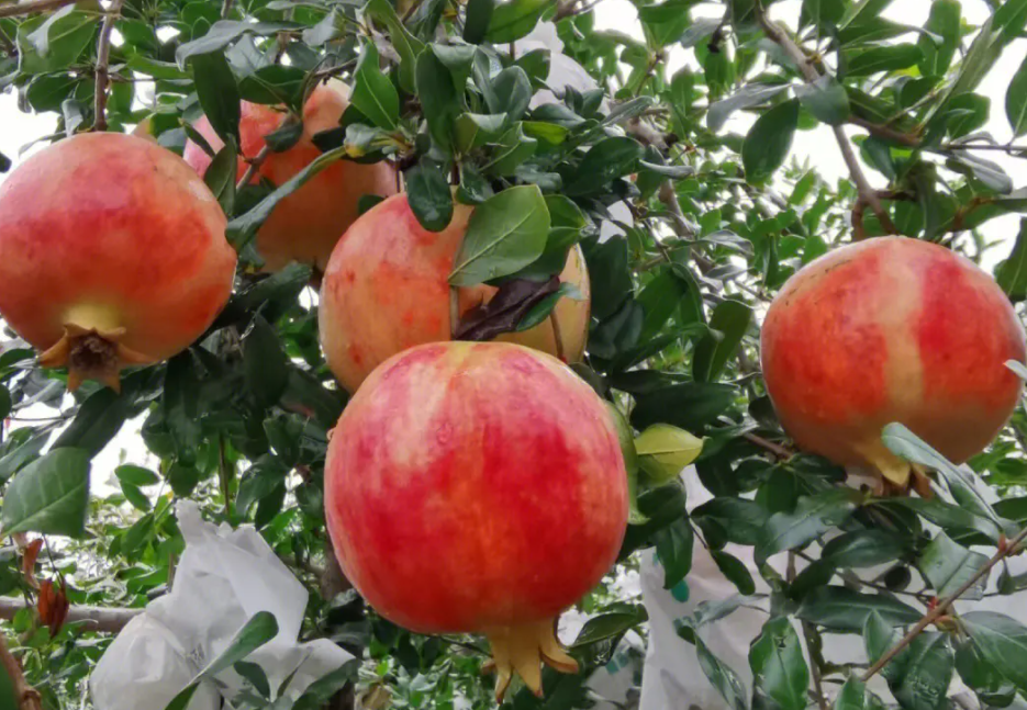 石榴适合种在什么地方