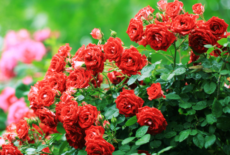 月季花适合什么季节种