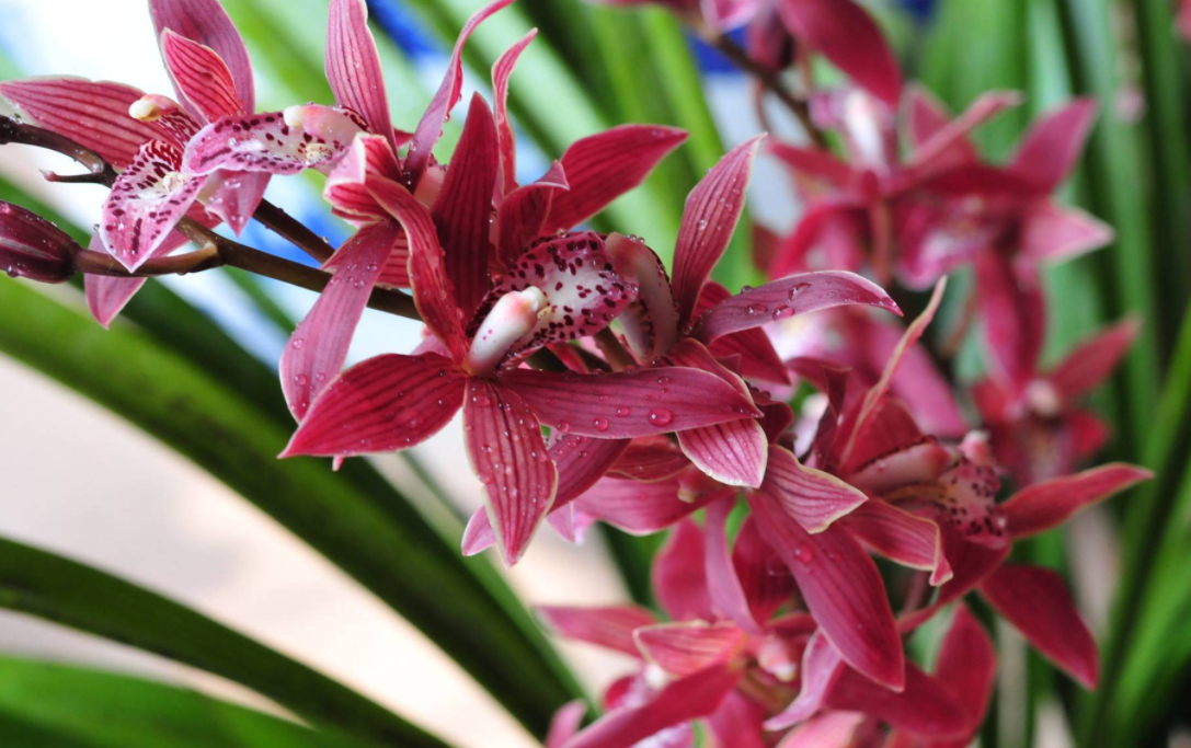 活性炭适合种什么花