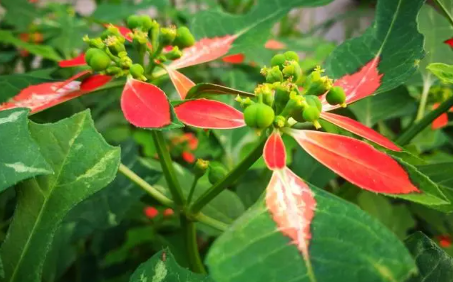 矮大花盆适合种什么花
