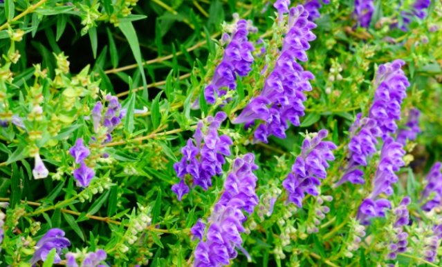 黄土地适合种什么药材