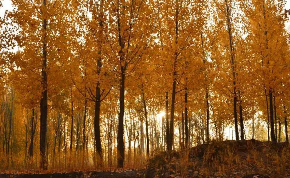 杨树林下最适合种什么