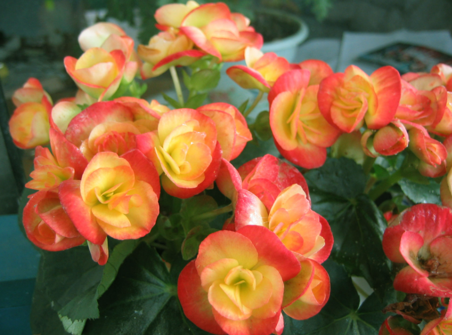 9月份适合种什么花