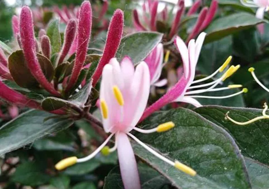 金银花适合什么地方种