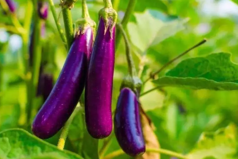 78月份适合种什么菜