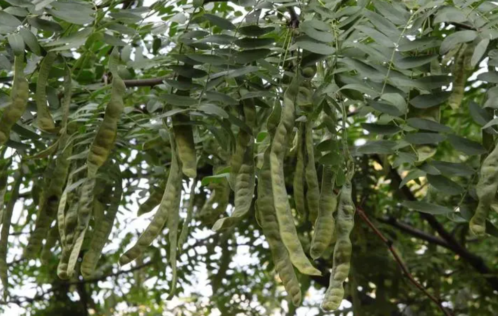 四合院适合种什么树