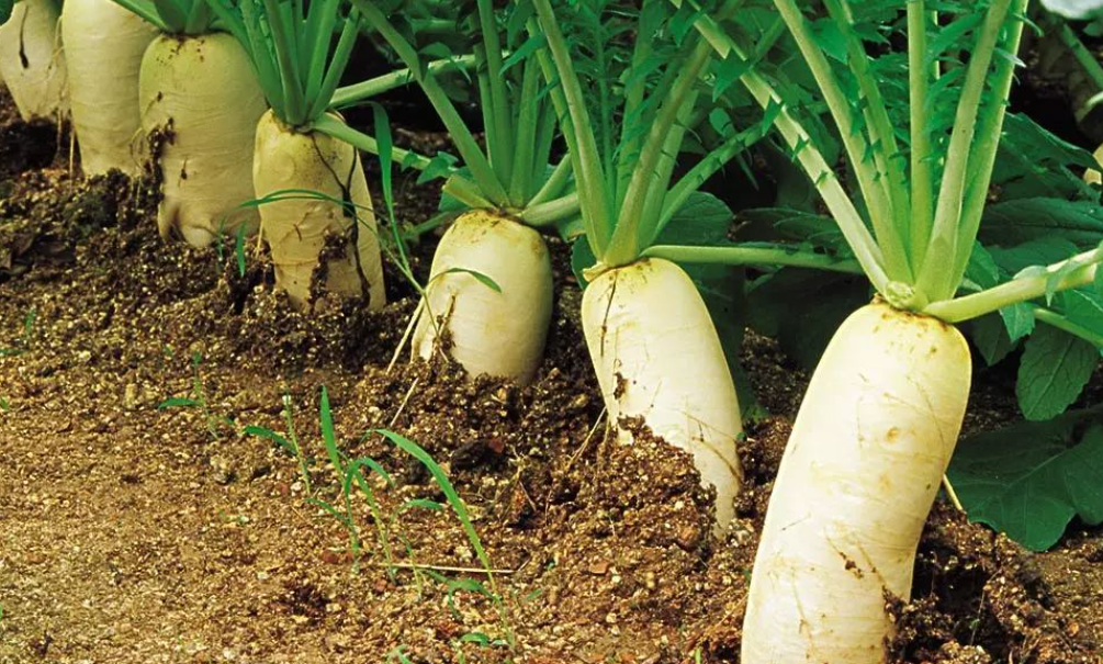 九月份适合种什么蔬菜