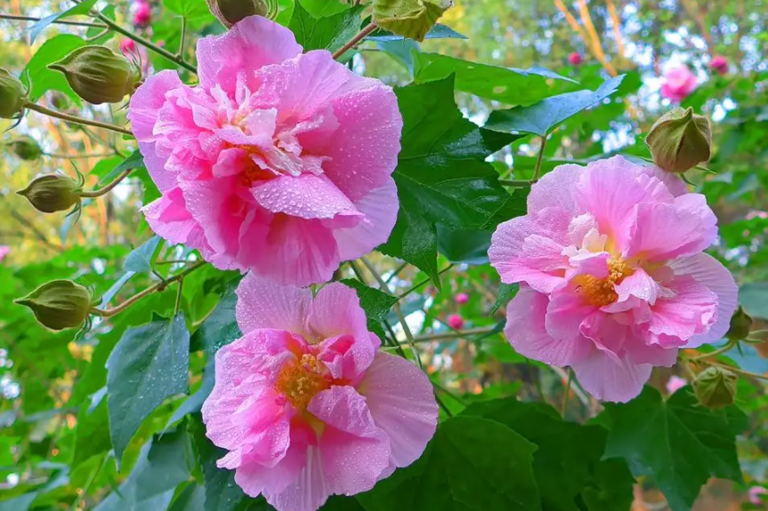 九月份适合种什么花