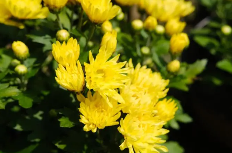 九月份适合种什么植物