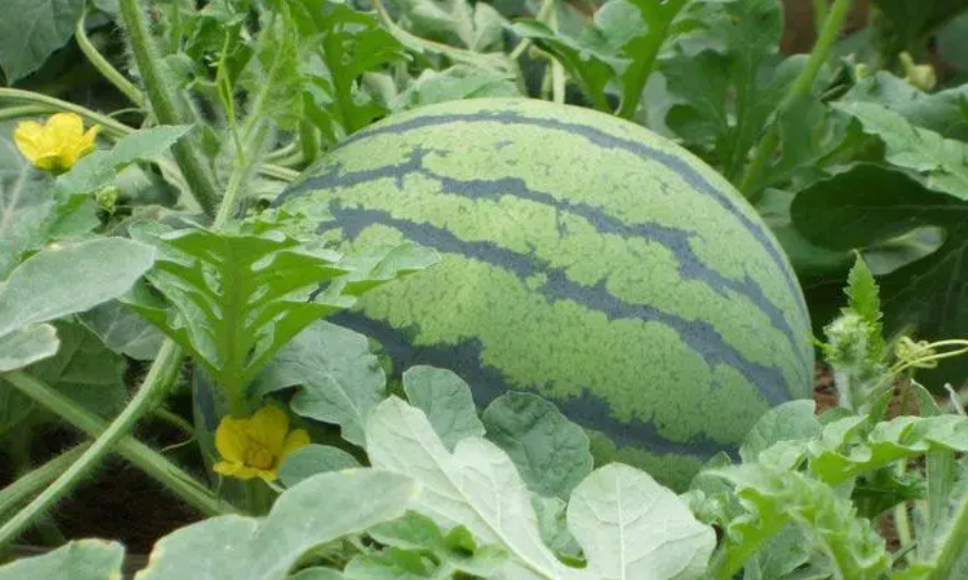 七月份适合种什么菜