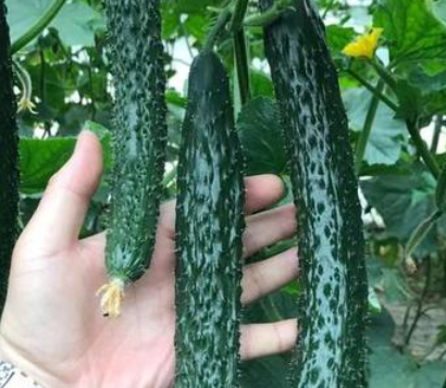 十月份适合种什么蔬菜