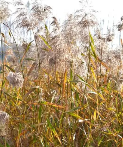 塘泥适合种什么