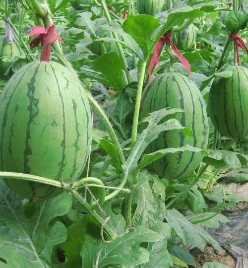 夏天适合种什么果树