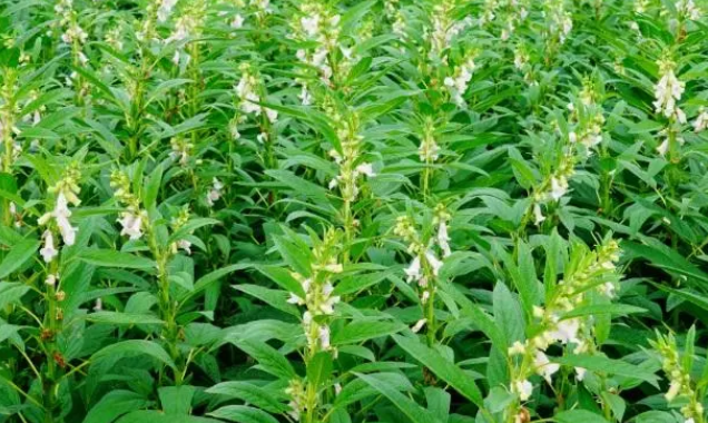 种芝麻适合什么土