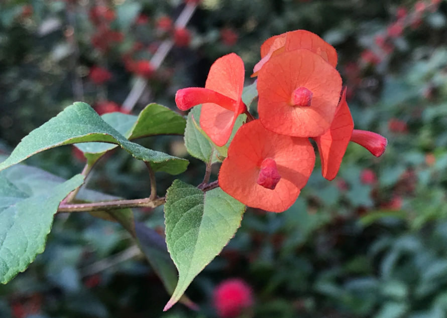 冬天适合种什么花草