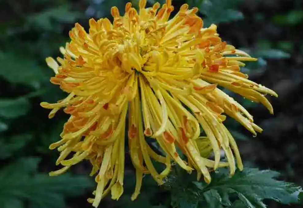 菊花换盆后要浇水吗