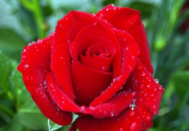 院子适合种什么花树