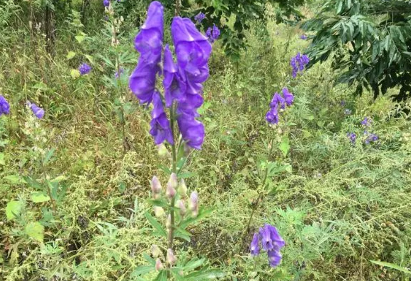 陕西适合种什么药材