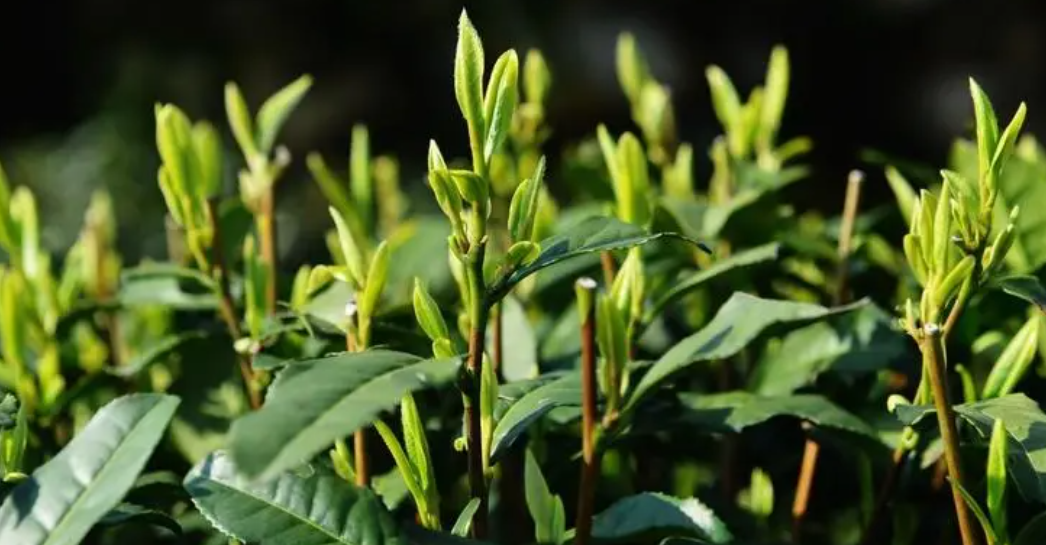 北方适合种什么茶树