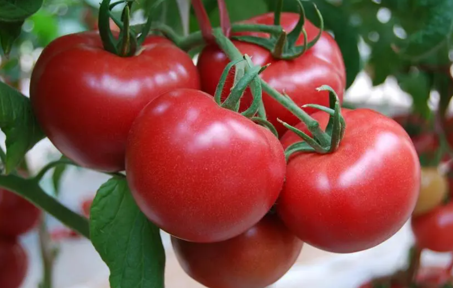 红土适合种什么蔬菜