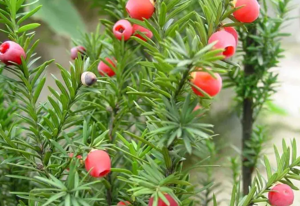 山地适合种什么树