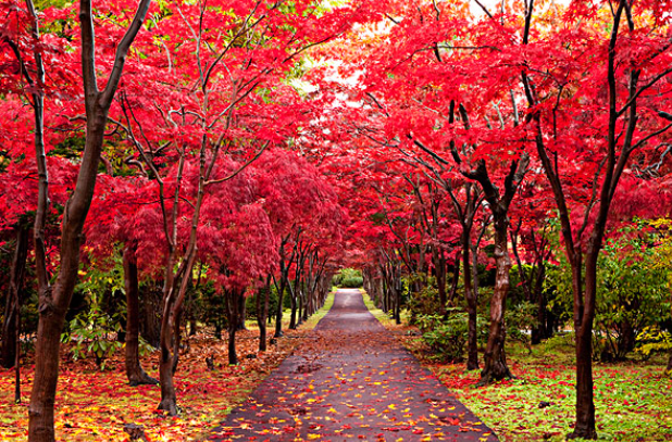 冬季适合种什么植物