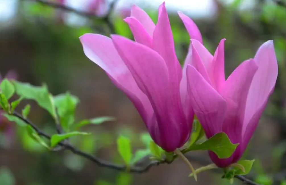 秋冬适合种什么植物