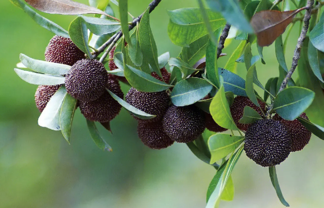 桂林适合种什么水果