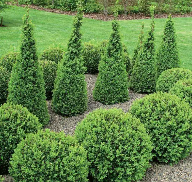 室外适合种什么植物