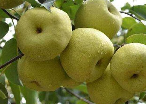 安徽适合种什么水果