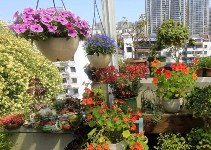 海南屋顶适合种什么