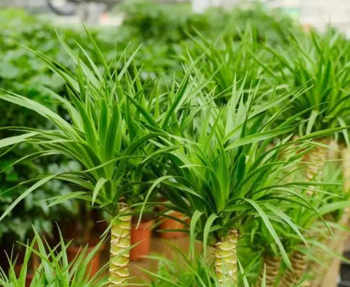 门口适合种什么植物