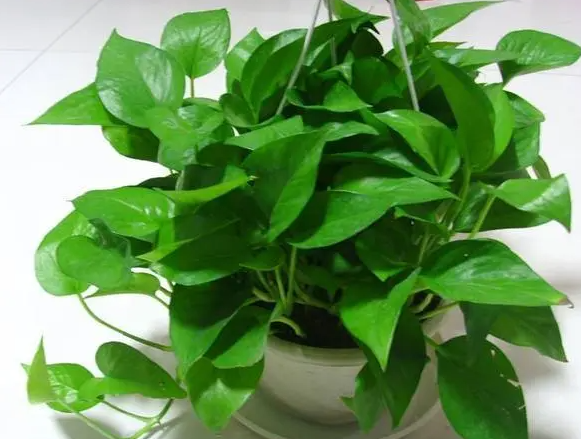 孕妇适合种什么植物