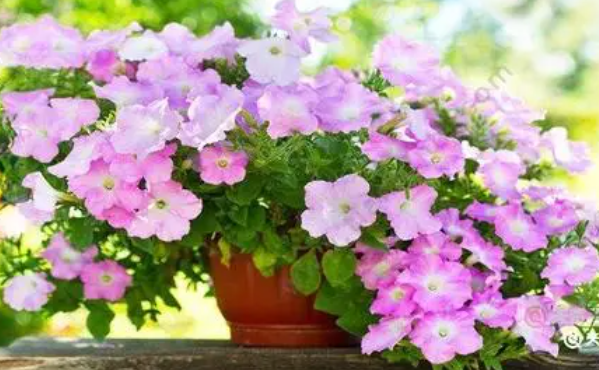 立夏适合种什么花