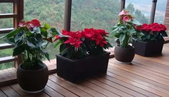 红土适合种什么盆栽