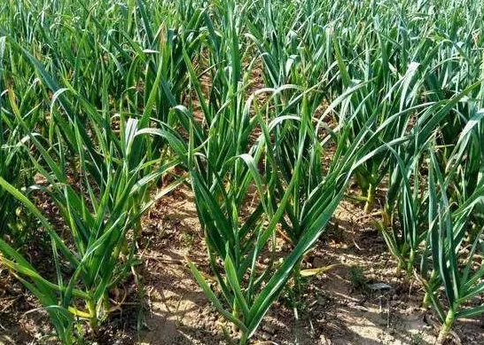 什么土质适合种大蒜