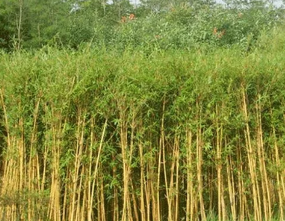 河南适合种什么竹子