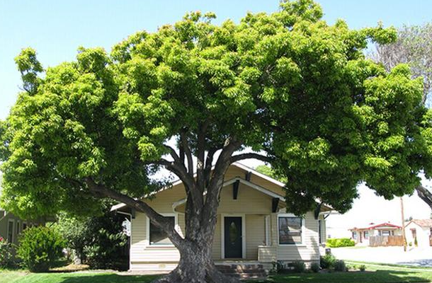 夏天适合种什么树