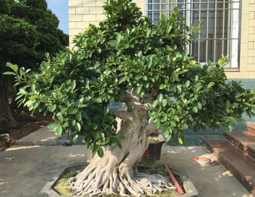 榕树盆景换盆后要浇水吗